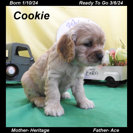 puppy, for, sale, Cocker Spaniel, Joe & Cherri  Overlease, dog, breeder, Miller, MO, dog-breeder, puppy-for-sale, forsale, nearby, find, puppyfind, locator, puppylocator, aca
